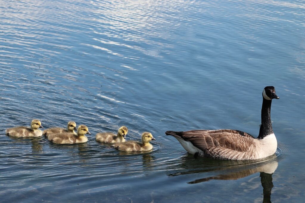 canada goose, branta canadensis, boy-4194478.jpg